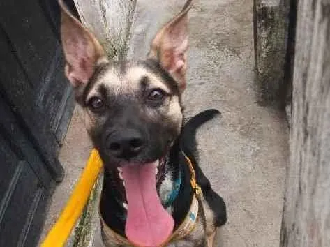 Cachorro ra a SRD (Sem Raça Definida) idade 7 a 11 meses nome Shimi