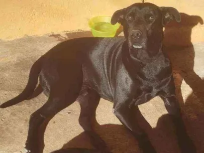 Cachorro raça Vira-lata idade 4 anos nome Bruce