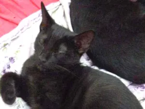 Gato raça  idade 2 a 6 meses nome Alfredo 