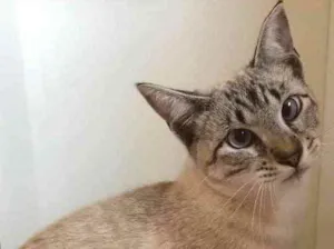 Gato raça SRD idade 2 anos nome Hope