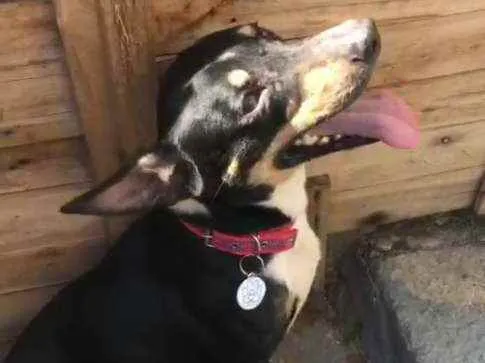 Cachorro ra a Srd idade 1 ano nome Benjamin