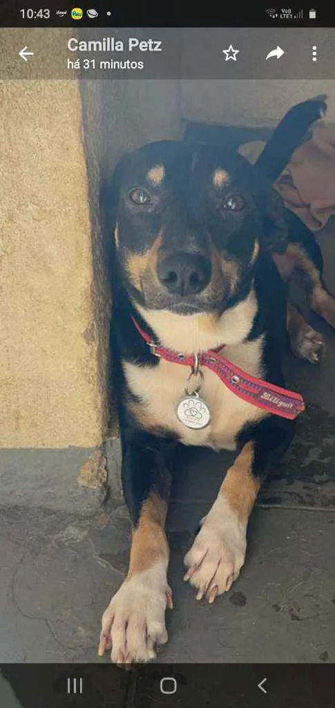 Cachorro ra a Srd idade 1 ano nome Benjamin