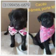 Cacau 