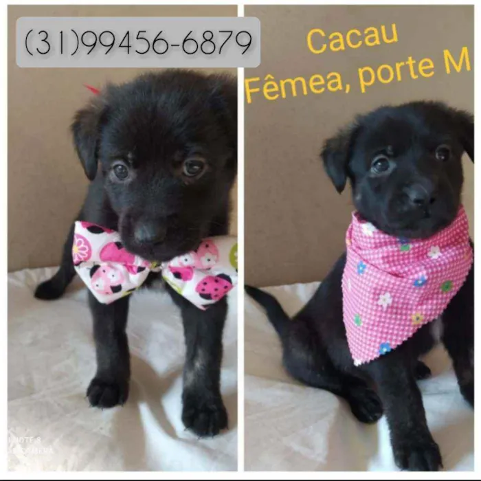 Cachorro raça SRD idade 2 a 6 meses nome Cacau 