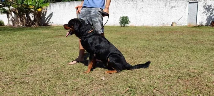 Cachorro ra a Rottweiler idade 5 anos nome HEITOR