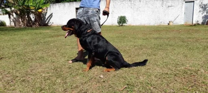 Cachorro ra a Rottweiler idade 5 anos nome HEITOR