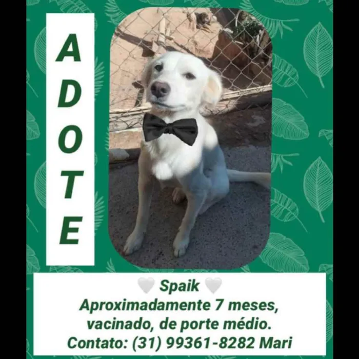 Cachorro raça SRD idade 7 a 11 meses nome Spaik