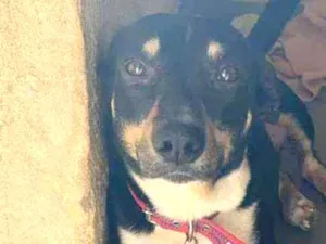 Cachorro raça Srd idade 1 ano nome Benjamin