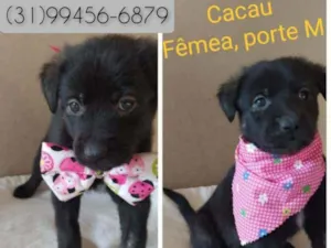Cachorro raça SRD idade 2 a 6 meses nome Cacau 