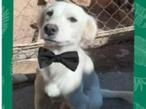 Cachorro raça SRD idade 7 a 11 meses nome Spaik
