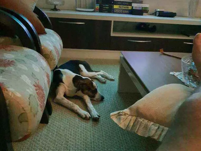 Cachorro ra a Sem raça definida idade 7 a 11 meses nome Fangio