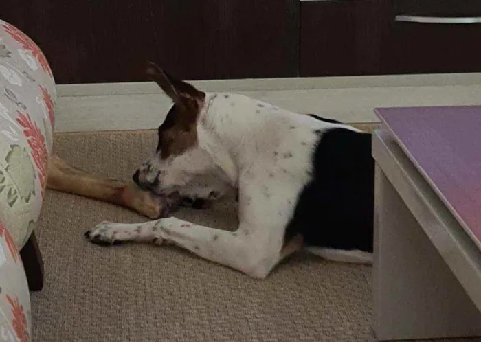 Cachorro ra a Sem raça definida idade 7 a 11 meses nome Fangio