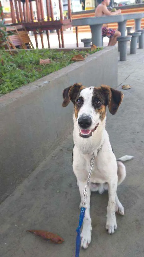 Cachorro ra a Sem raça definida idade 7 a 11 meses nome Fangio