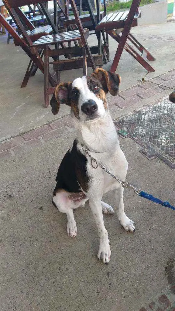 Cachorro ra a Sem raça definida idade 7 a 11 meses nome Fangio