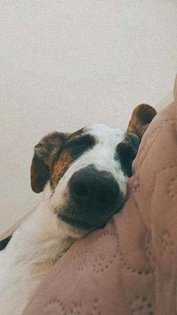 Cachorro ra a Sem raça definida idade 7 a 11 meses nome Fangio