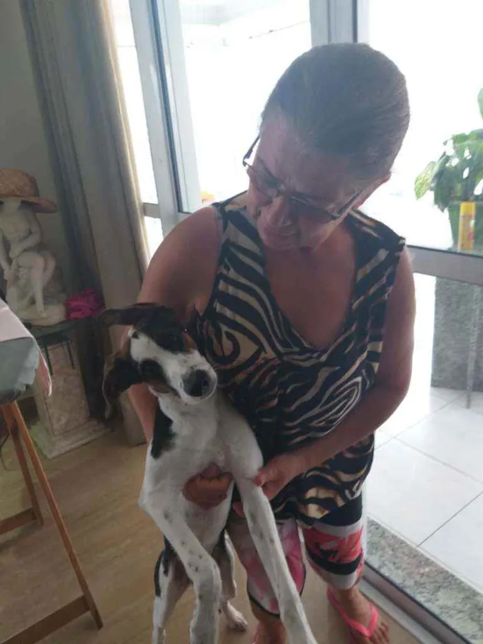 Cachorro ra a Sem raça definida idade 7 a 11 meses nome Fangio