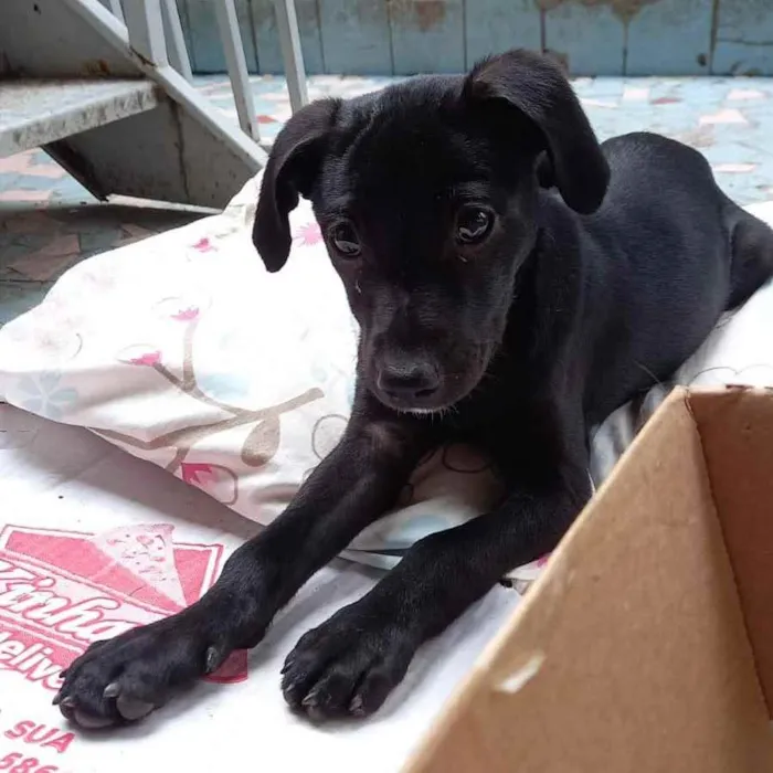 Cachorro ra a SRD idade 2 a 6 meses nome Pietra