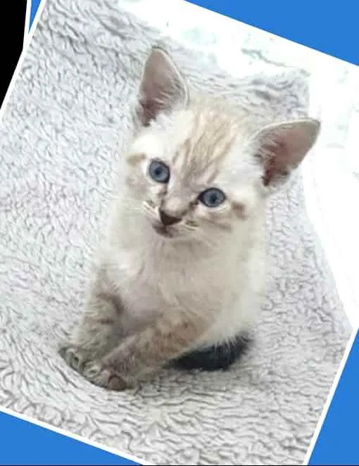 Gato raça  idade 2 a 6 meses nome Gatinhos Eliana 