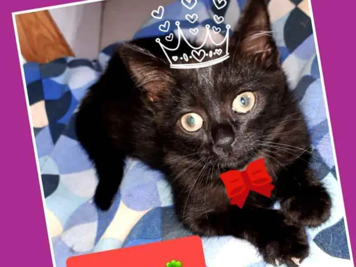 Gato raça  idade 2 a 6 meses nome Gatinhos Eliana 