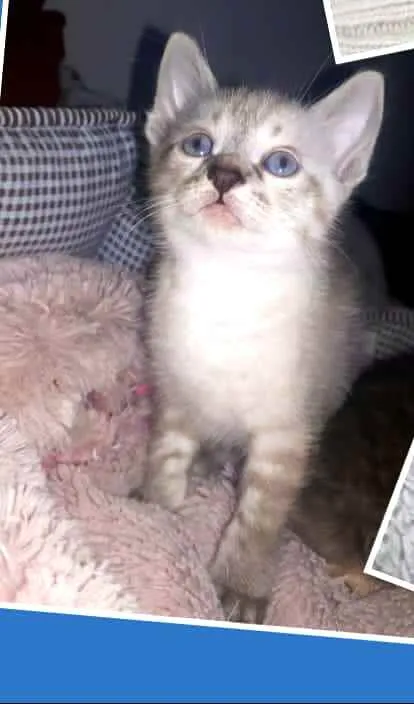 Gato raça  idade 2 a 6 meses nome Gatinhos Eliana 