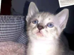 Gato raça  idade 2 a 6 meses nome Gatinhos Eliana 