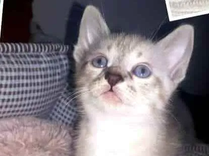 Gato raça  idade 2 a 6 meses nome Gatinhos Eliana 