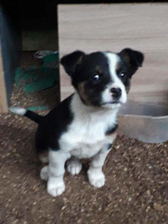 Cachorro raça Mista idade 2 a 6 meses nome Costelinha 