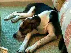 Cachorro raça Sem raça definida idade 7 a 11 meses nome Fangio