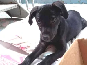 Cachorro raça SRD idade 2 a 6 meses nome Pietra
