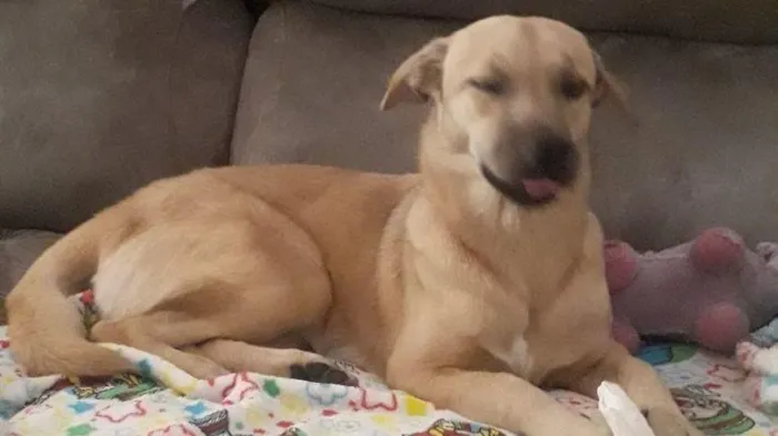 Cachorro raça SRD-ViraLata idade 7 a 11 meses nome MOLLY