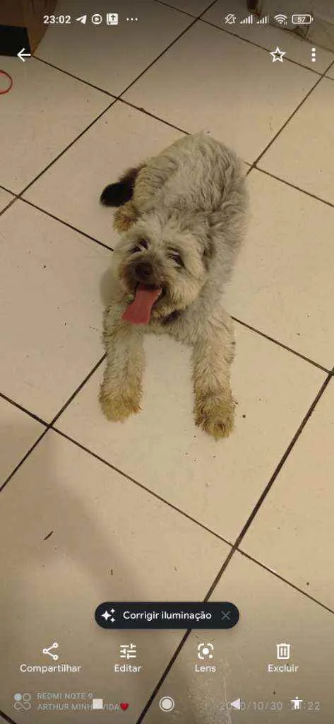 Cachorro raça Pudoo misturado com raça pitbu idade 3 anos nome Walkker