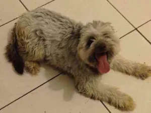 Cachorro raça Pudoo misturado com raça pitbu idade 3 anos nome Walkker