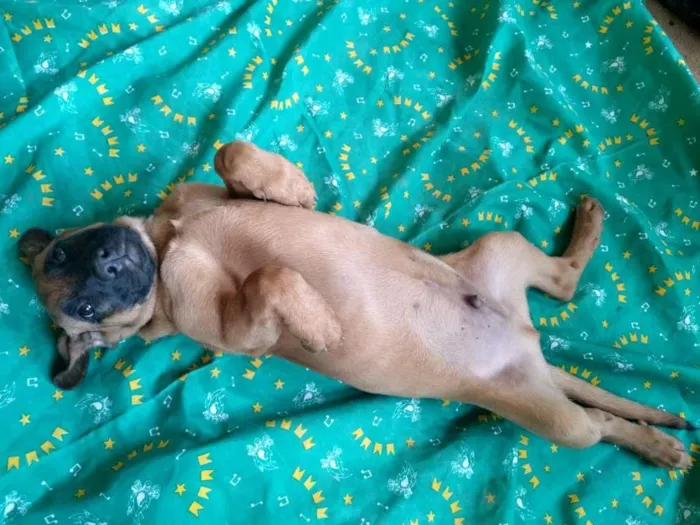 Cachorro ra a SRD idade 2 a 6 meses nome filhotes