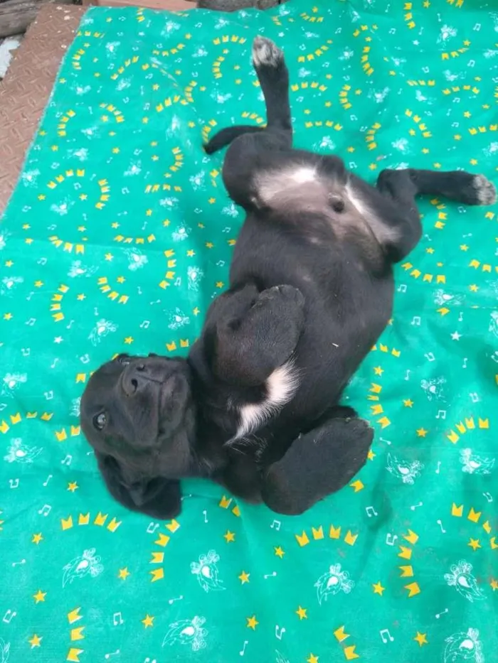 Cachorro ra a SRD idade 2 a 6 meses nome filhotes