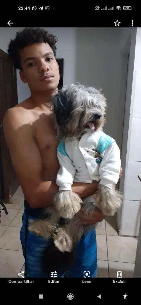 Cachorro raça Pudoo misturado com raça pitbu idade 3 anos nome Walkker
