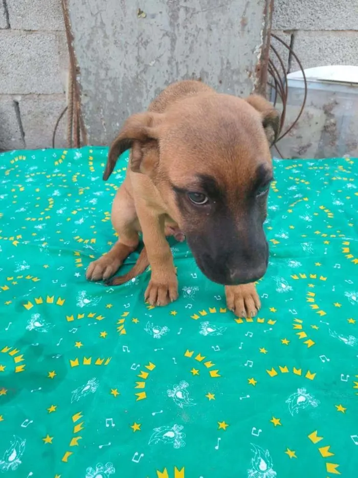 Cachorro ra a SRD idade 2 a 6 meses nome filhotes