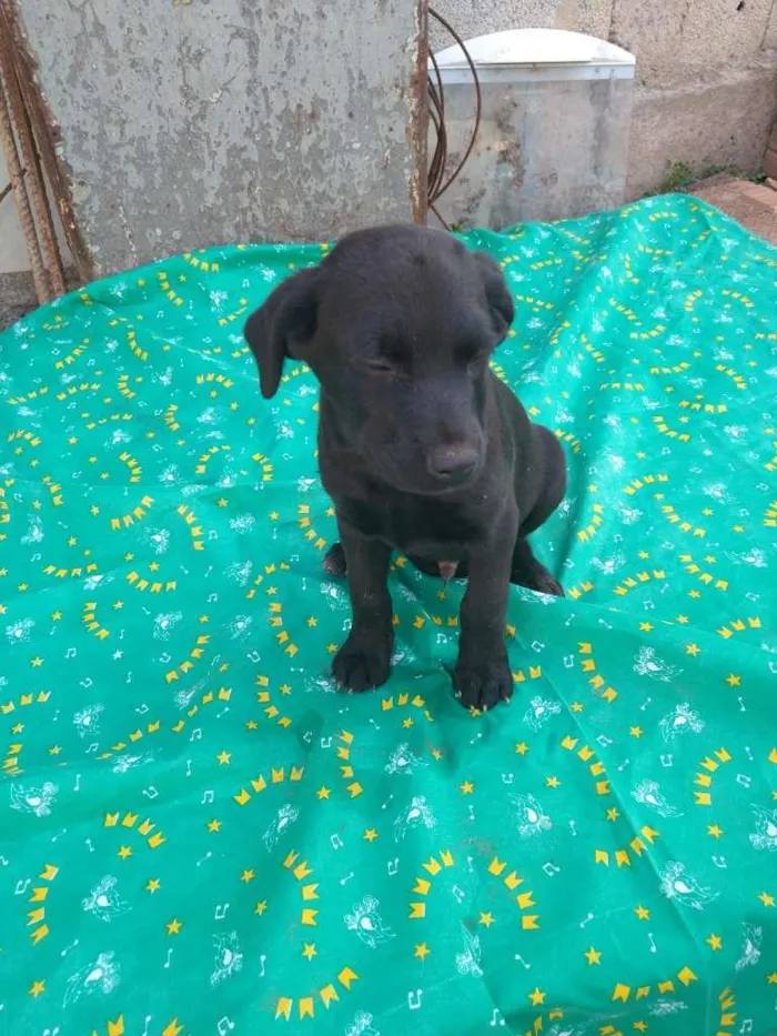 Cachorro ra a SRD idade 2 a 6 meses nome filhotes