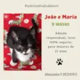 Gato raça SRD-ViraLata idade 2 a 6 meses nome Maria