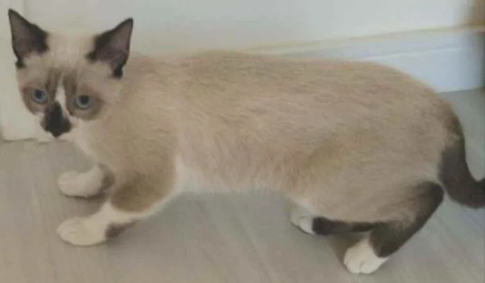 Gato ra a Srd idade 2 a 6 meses nome Jorge