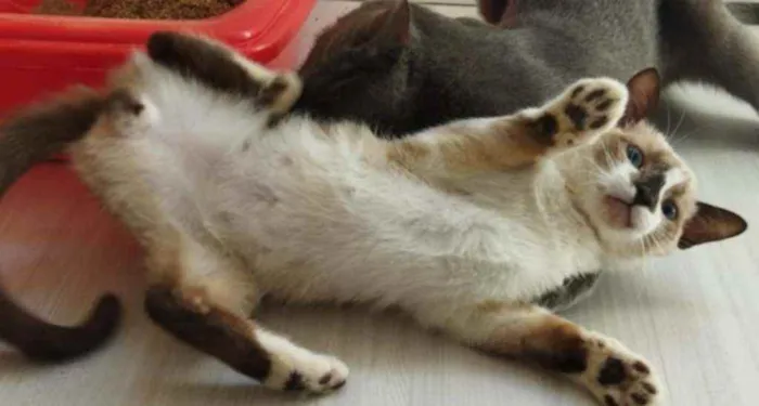 Gato ra a Srd idade 2 a 6 meses nome Jorge