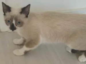 Gato raça Srd idade 2 a 6 meses nome Jorge