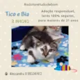 Gato raça SRD-ViraLata idade 2 a 6 meses nome Tico
