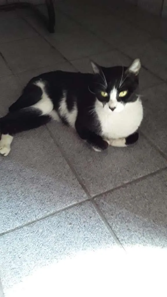 Gato raça SRD-ViraLata idade 1 ano nome Marie