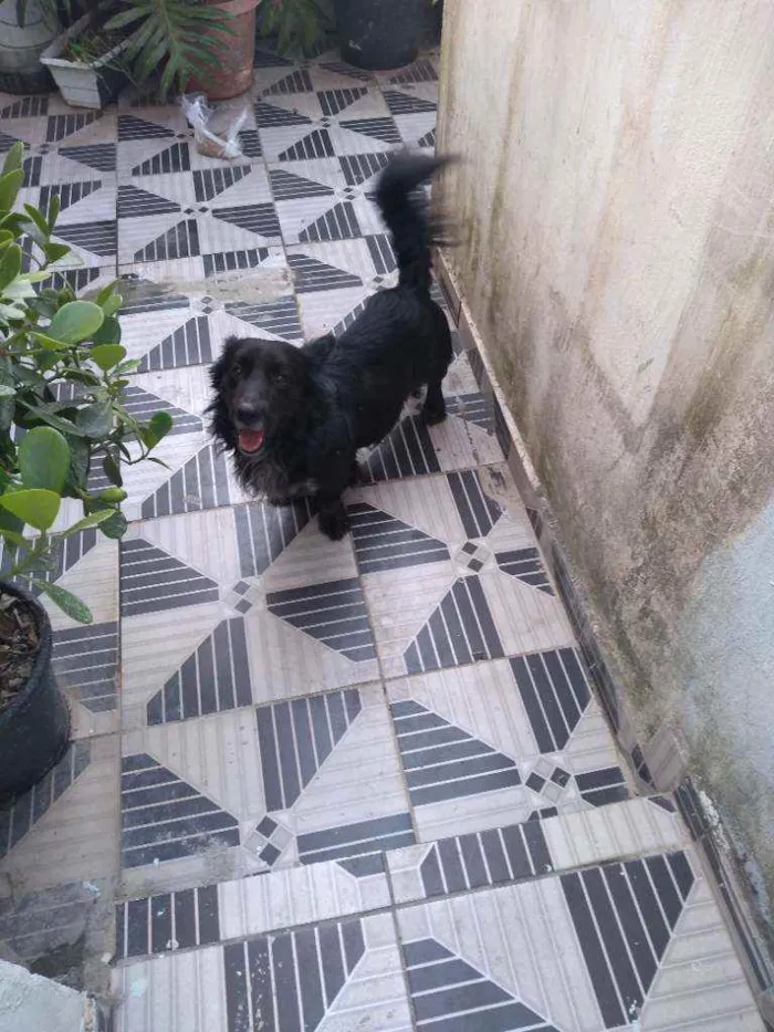 Cachorro ra a SRD idade 5 anos nome Negão