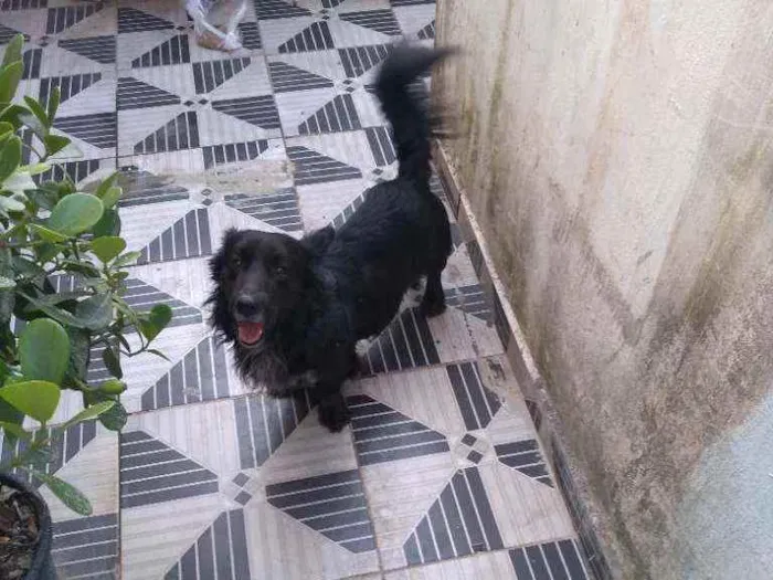 Cachorro ra a SRD idade 5 anos nome Negão