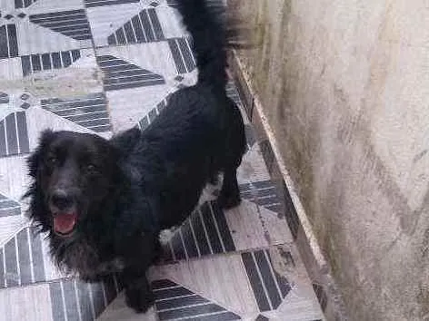 Cachorro ra a SRD idade 5 anos nome Negão