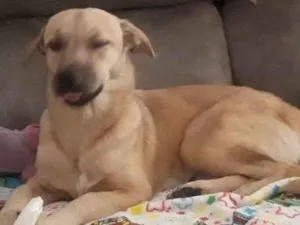 Cachorro raça SRD-ViraLata idade 7 a 11 meses nome MOLLY