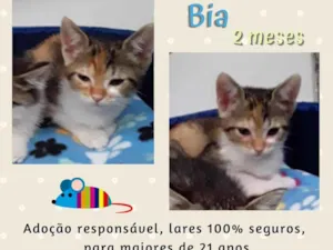 Gato raça srd idade 2 a 6 meses nome Bia