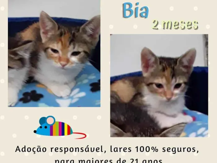 Gato raça srd idade 2 a 6 meses nome Bia