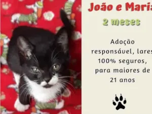 Gato raça SRD-ViraLata idade 2 a 6 meses nome Maria